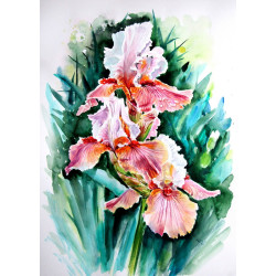 Lily II