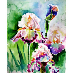 Iris from the garden
