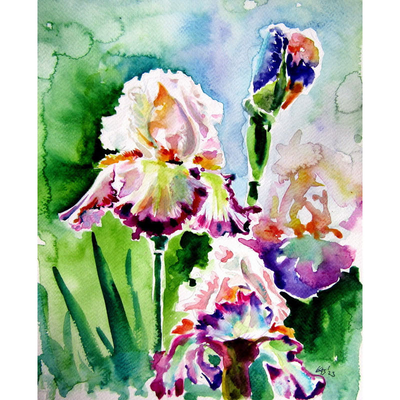 Iris from the garden