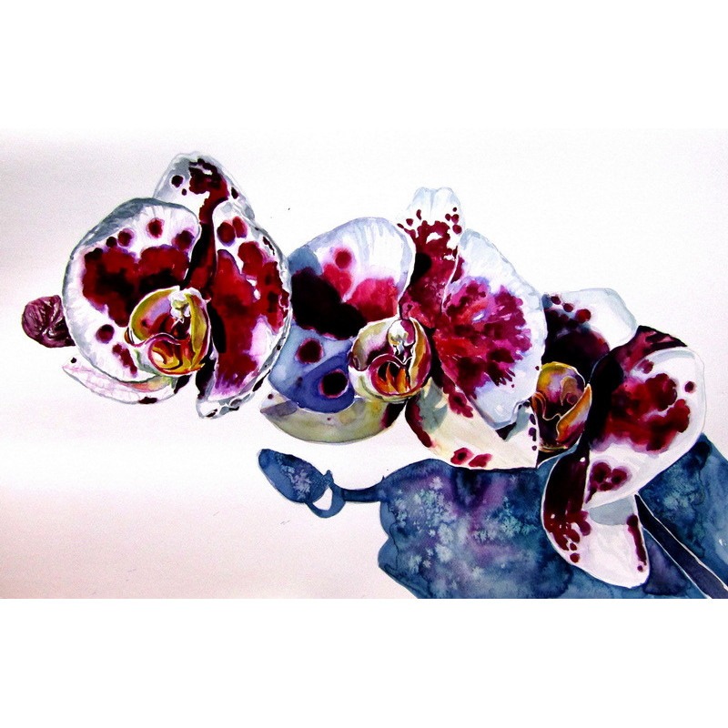 Orchidea