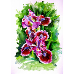 Iris II