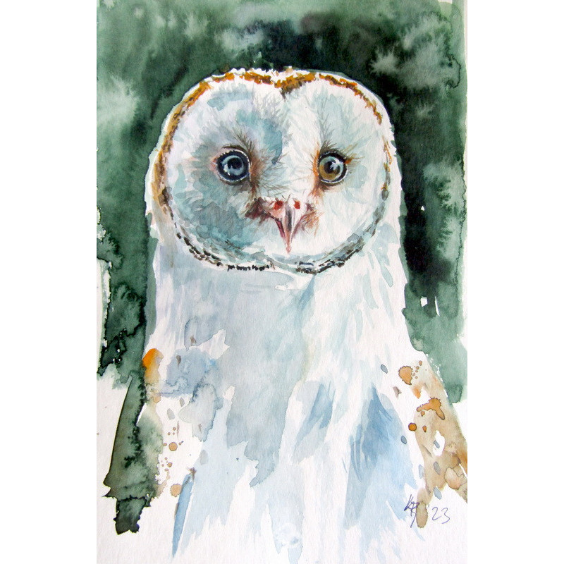 Barn owl