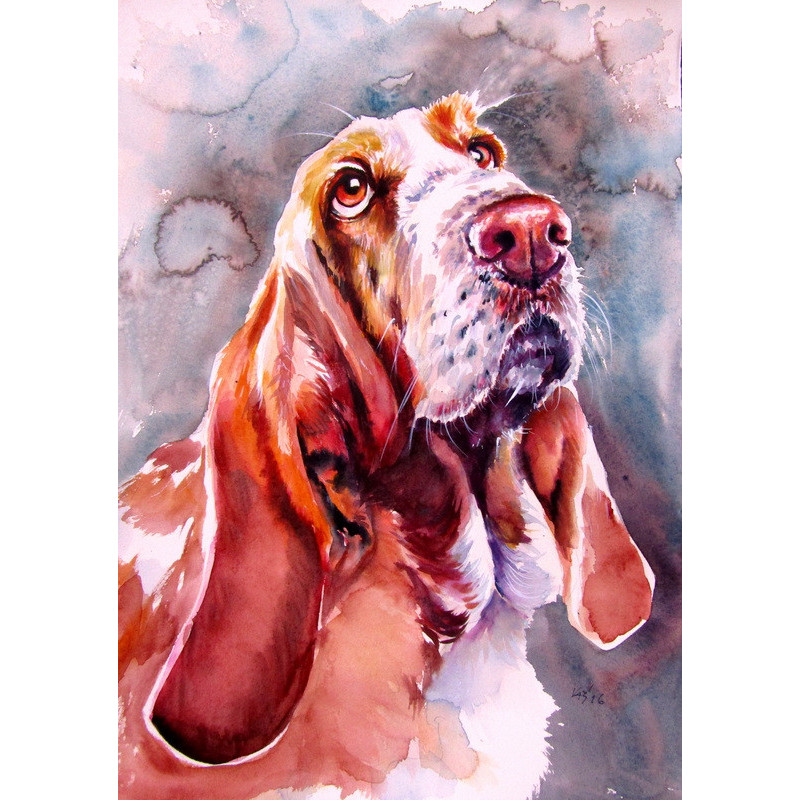 Basset hound